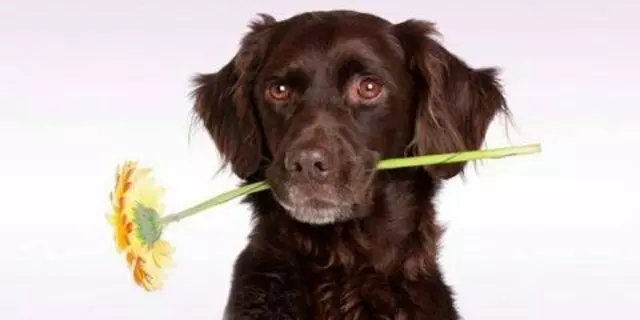 Anderson Township Family Pet Center