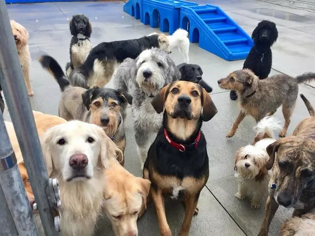 Anderson Township Family Pet Center