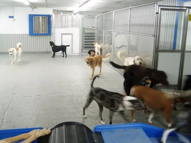 Anderson Township Family Pet Center