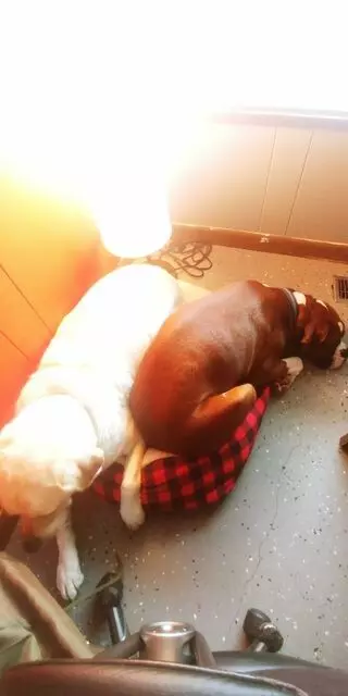 My Dog Haus