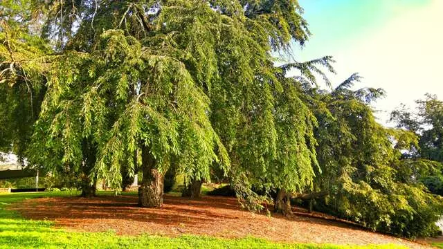 Alms Park