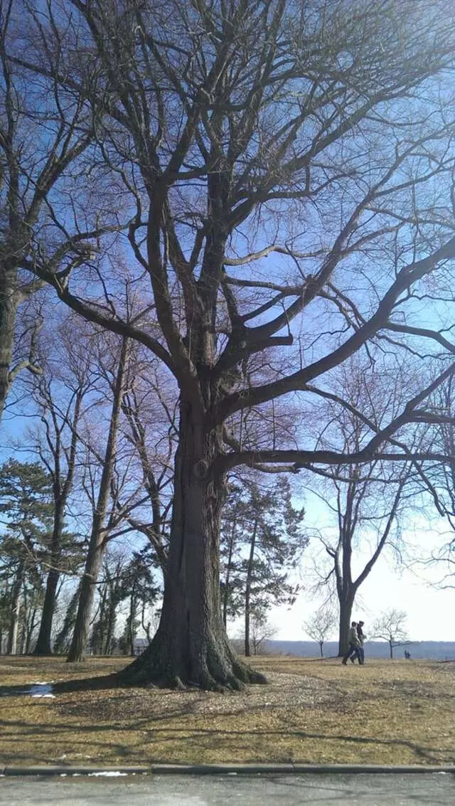 Alms Park