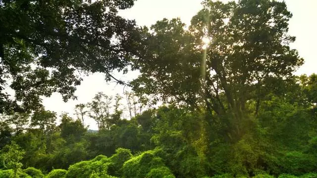 Alms Park