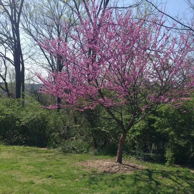 Alms Park