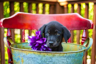 Pet Love Photography