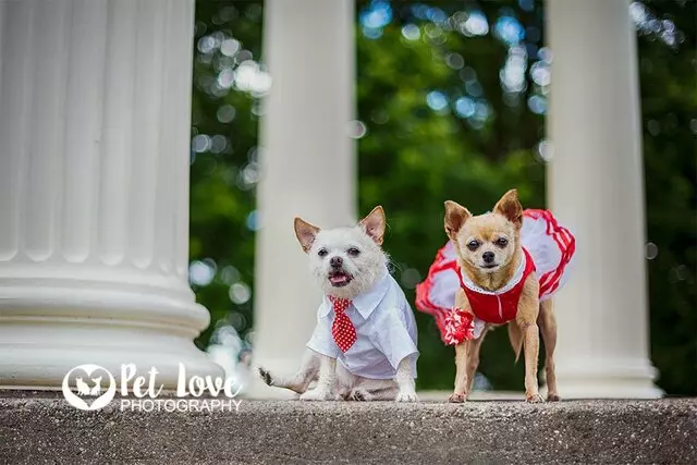 Pet Love Photography