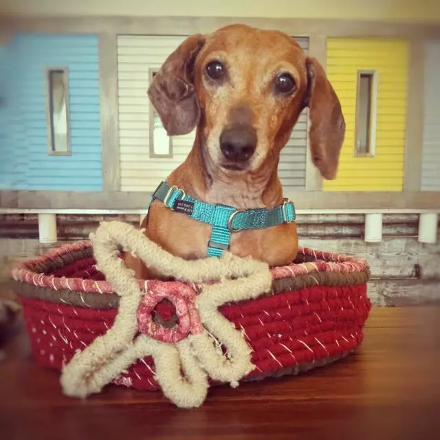 Argos, All-Natural Pet Food & Supply - East Walnut