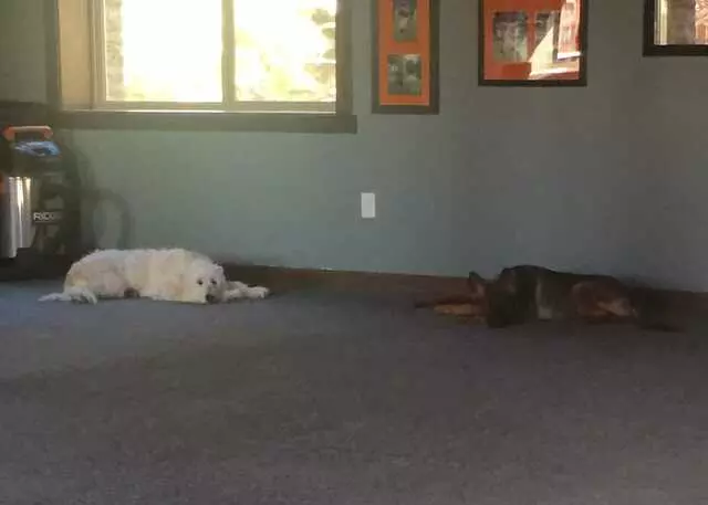 American Success Dog Training