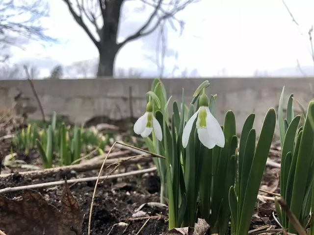 Ault Park