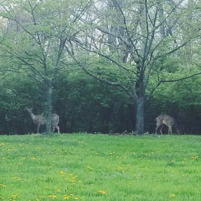Ault Park