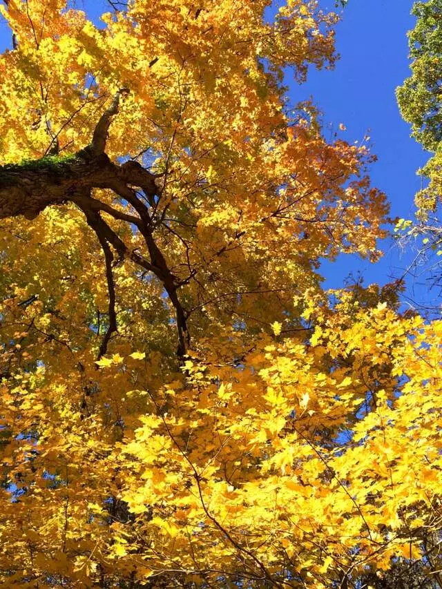 Ault Park