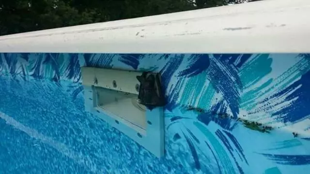 AAAC Wildlife Removal of Cincinnati
