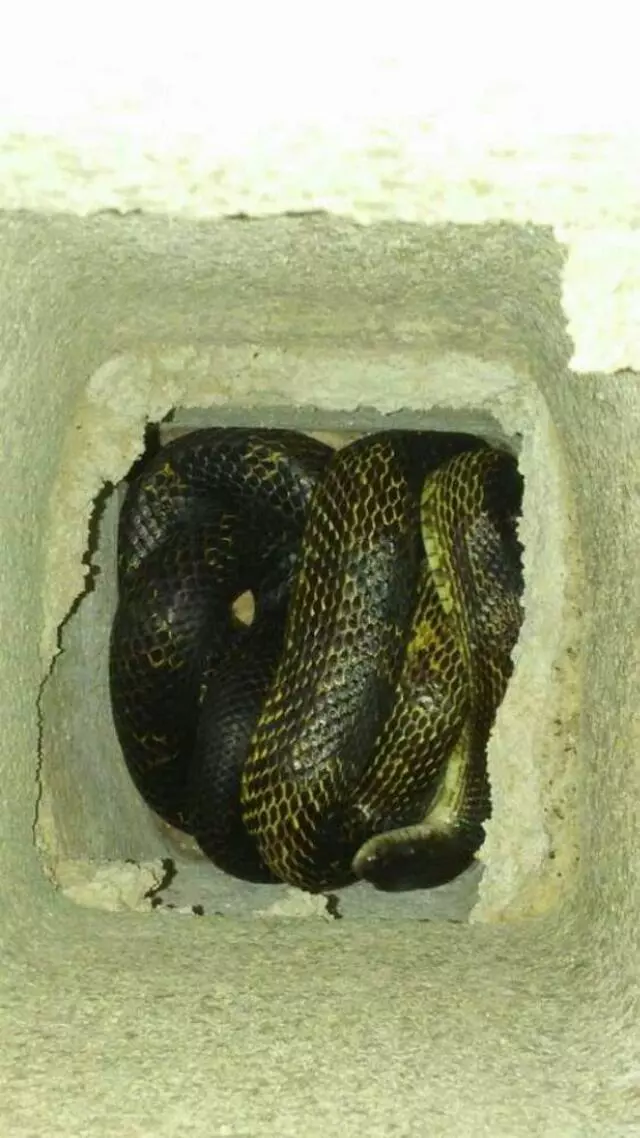 AAAC Wildlife Removal of Cincinnati