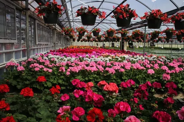 AJ Rahn Greenhouses