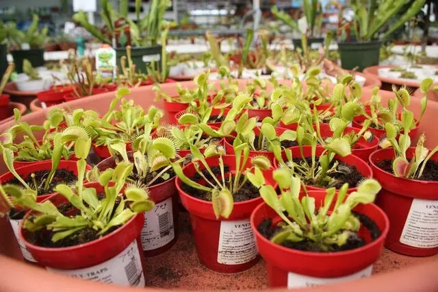 AJ Rahn Greenhouses