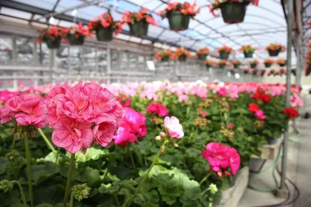 AJ Rahn Greenhouses