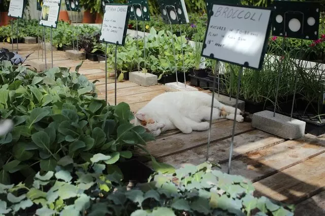 AJ Rahn Greenhouses