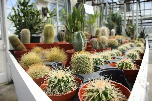 AJ Rahn Greenhouses