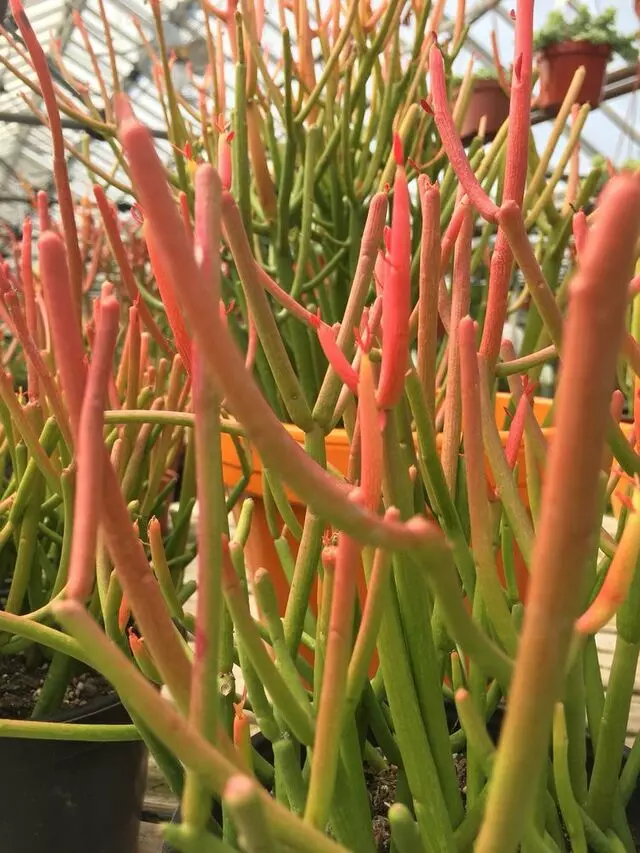 AJ Rahn Greenhouses