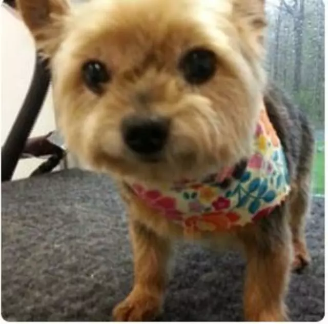 Aussie Pet Mobile Greater Cincinnati