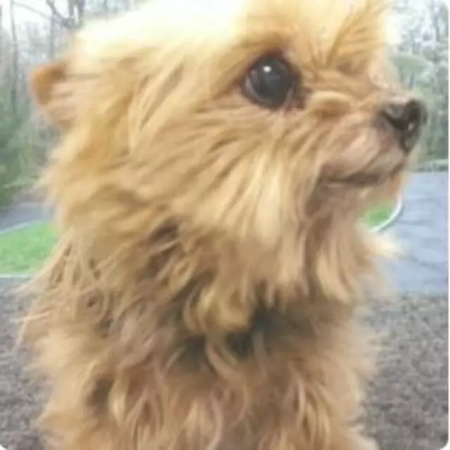 Aussie Pet Mobile Greater Cincinnati