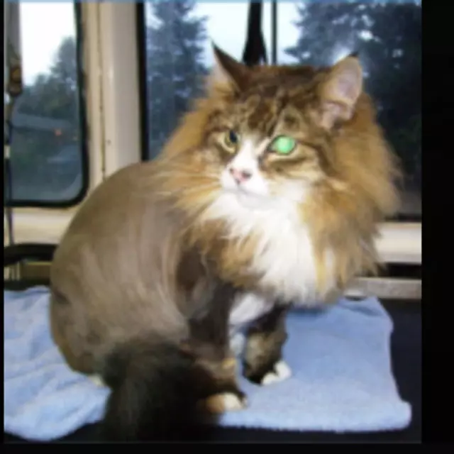 Aussie Pet Mobile Greater Cincinnati
