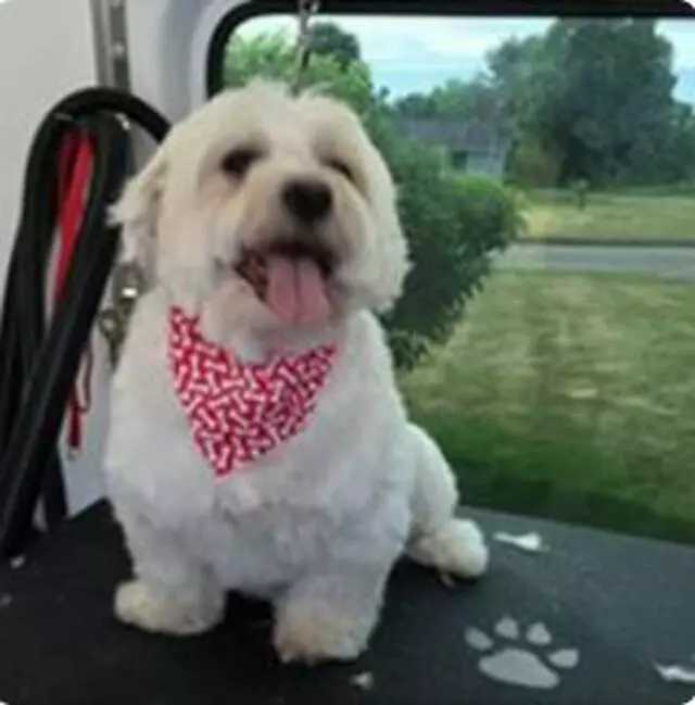 Aussie Pet Mobile Greater Cincinnati