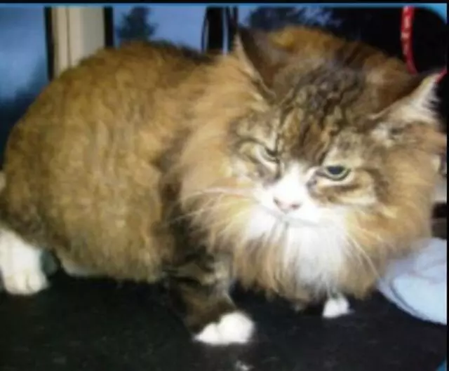 Aussie Pet Mobile Greater Cincinnati