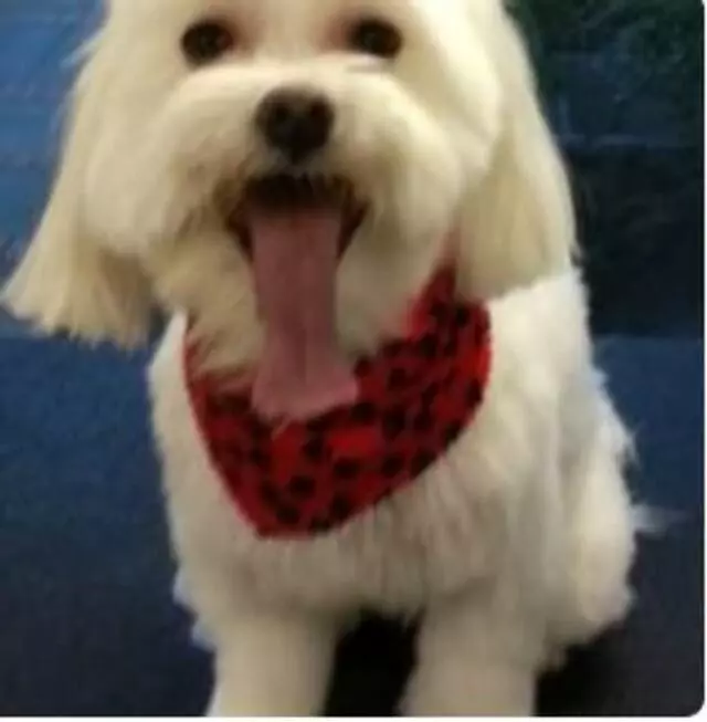Aussie Pet Mobile Greater Cincinnati