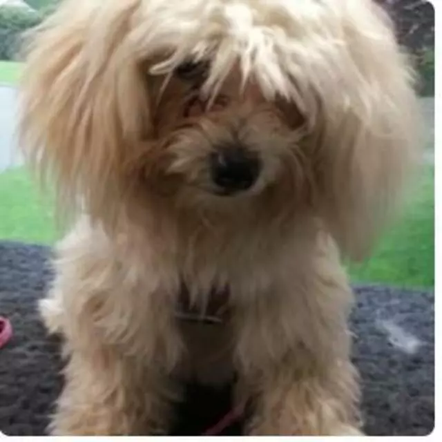 Aussie Pet Mobile Greater Cincinnati