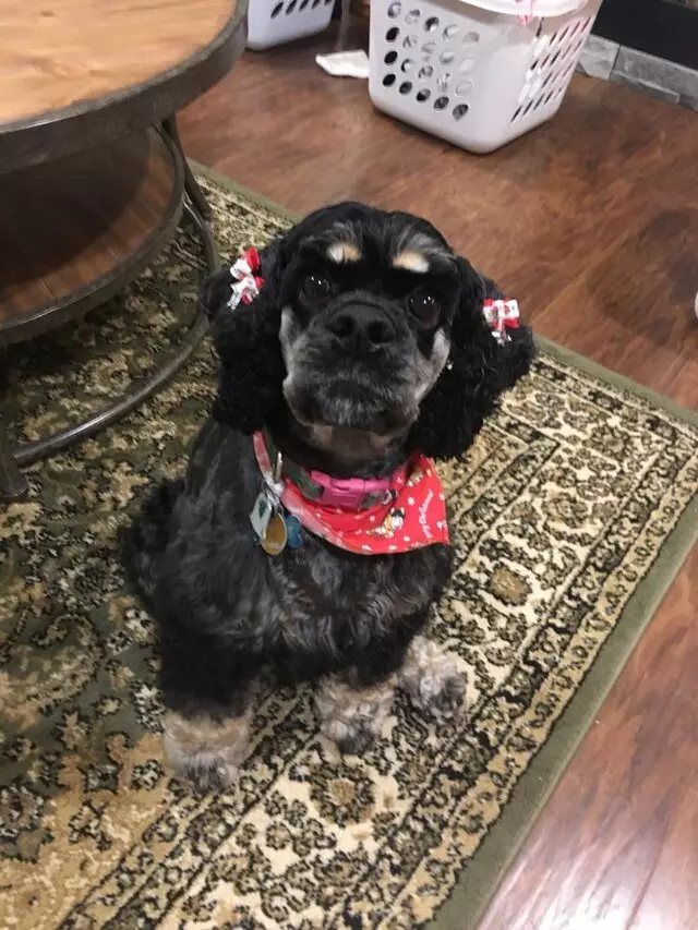 Aussie Pet Mobile Greater Cincinnati