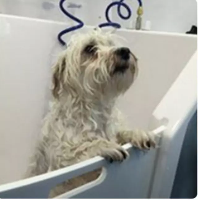 Aussie Pet Mobile Greater Cincinnati
