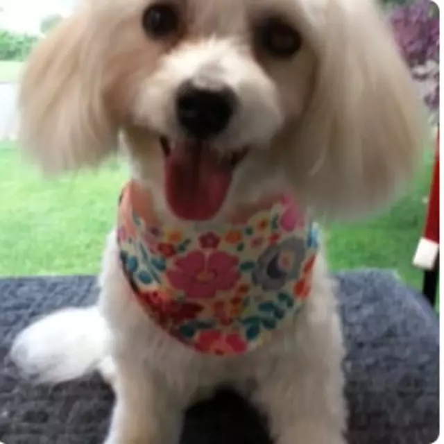 Aussie Pet Mobile Greater Cincinnati