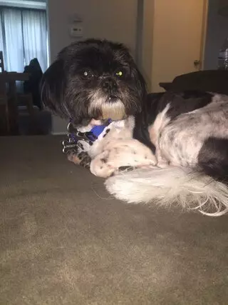 Adorable Dog