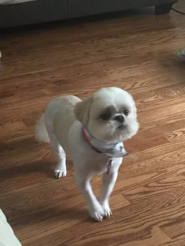 Adorable Dog