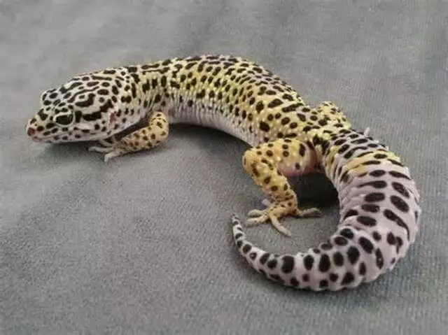 A-List Animals