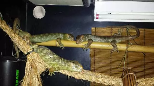 A-List Animals