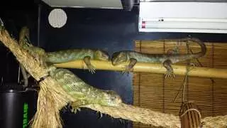 A-List Animals