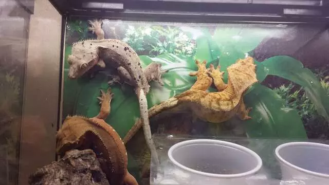 A-List Animals