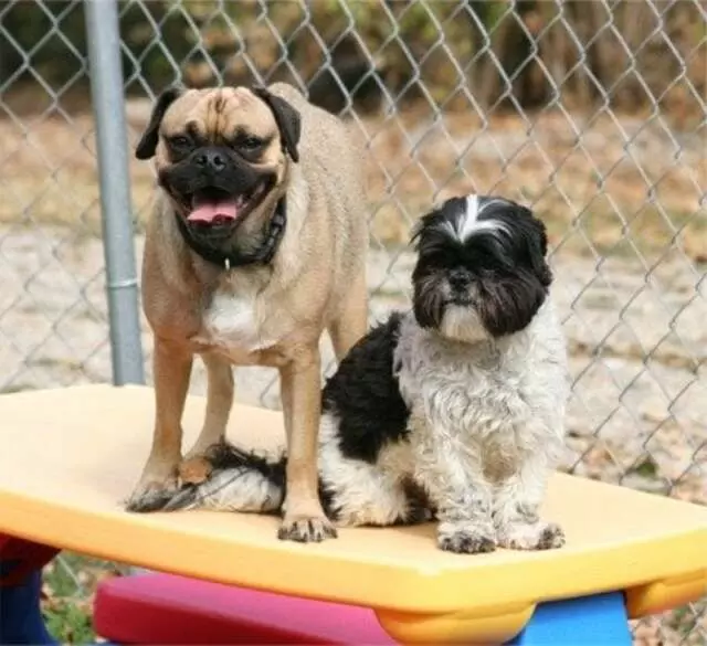Animal Ark Pet Resort