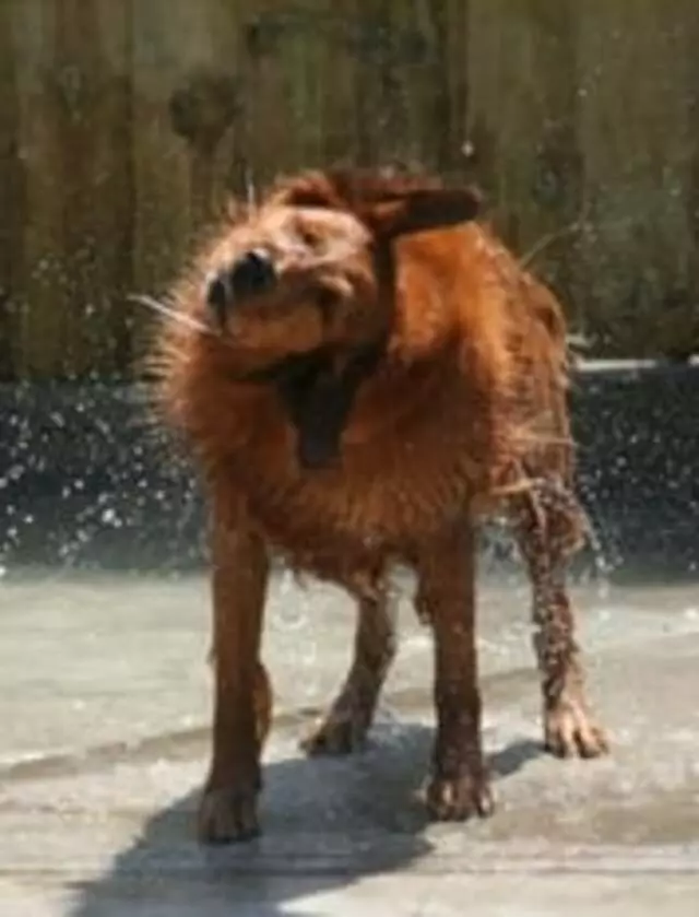 Animal Ark Pet Resort