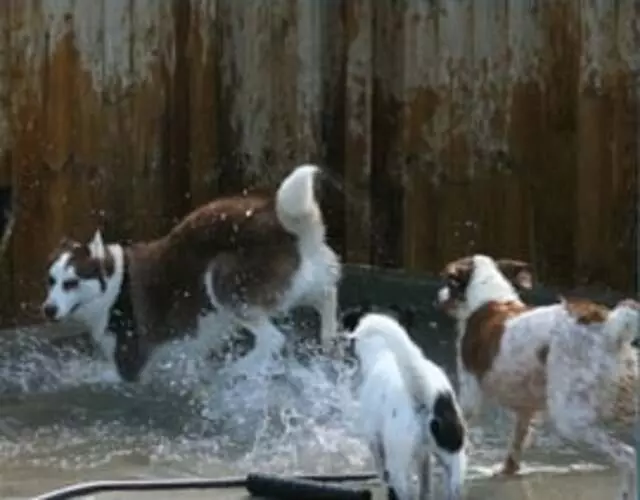 Animal Ark Pet Resort