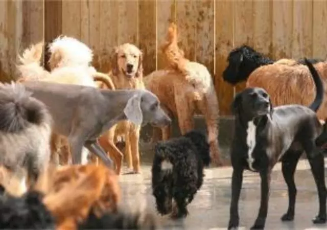 Animal Ark Pet Resort