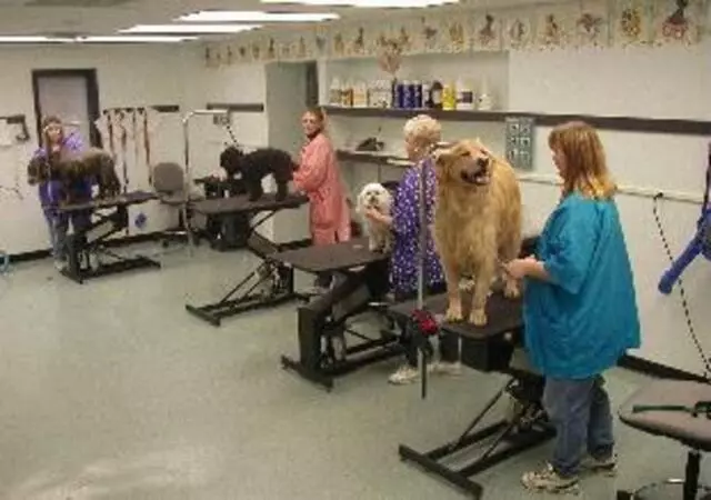 Animal Ark Pet Resort