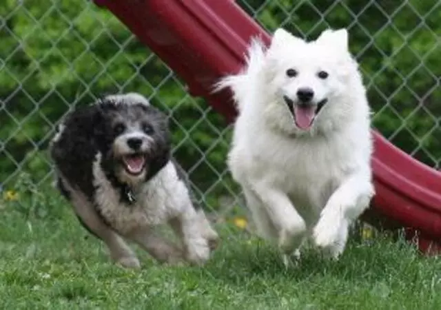 Animal Ark Pet Resort