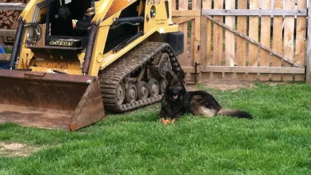 TNT Family K9 Academy