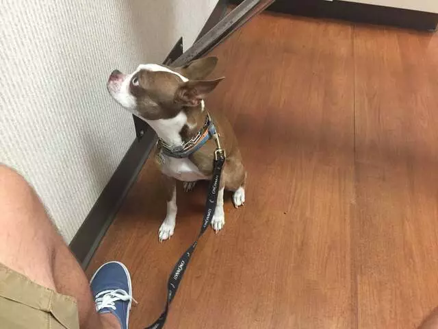 Animal Hospital On Mt Lookout Sq