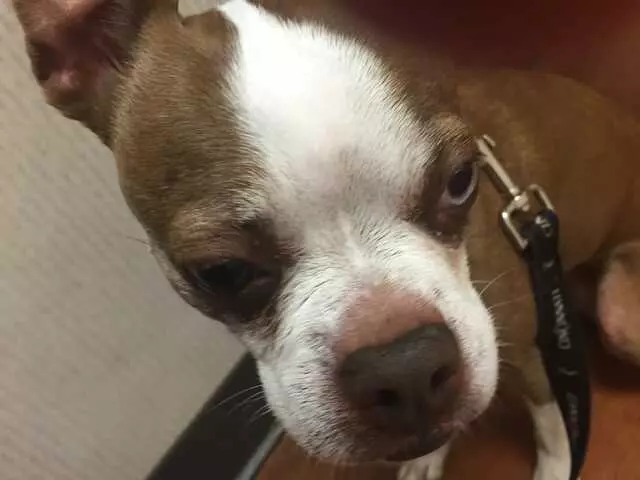 Animal Hospital On Mt Lookout Sq