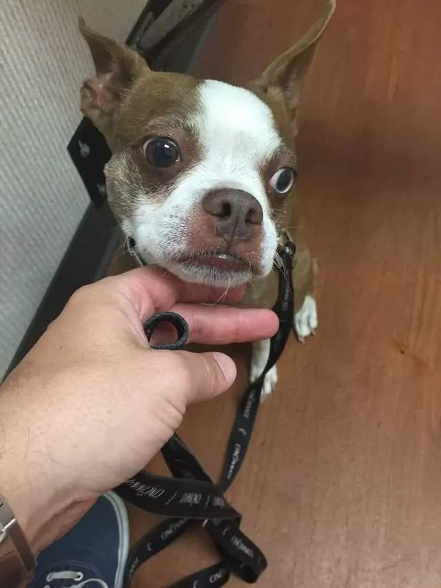 Animal Hospital On Mt Lookout Sq