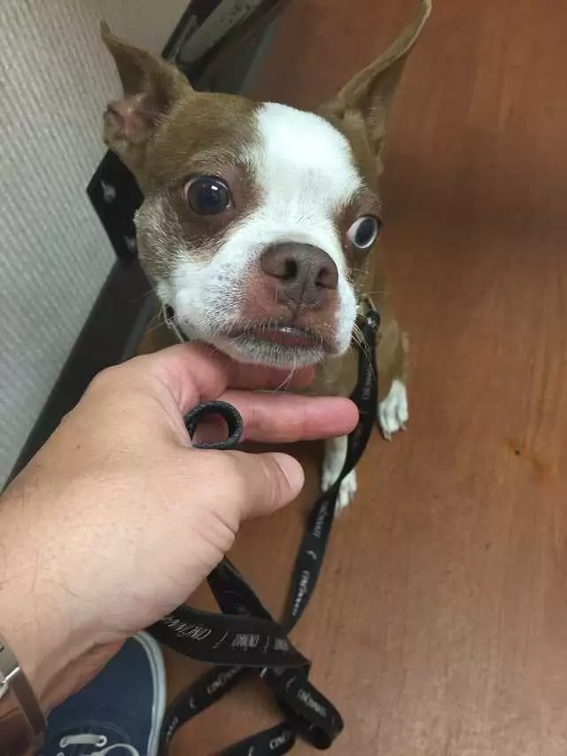 Animal Hospital On Mt Lookout Sq